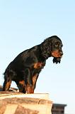 SETTER GORDON 011